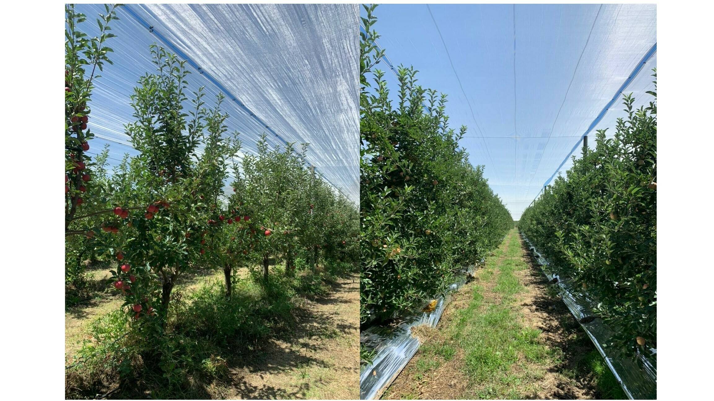 agralia-agrotextiles-Agricolor-AGS|1|2|3|4|agralia-agrotextiles-Agricolor-AGS